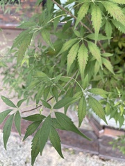 Vitex negundo