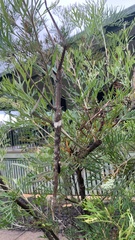 Acrophylla wuelfingi