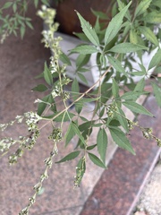 Vitex negundo
