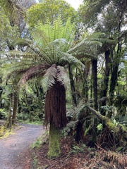 Dicksonia fibrosa