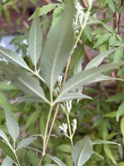 Vitex negundo