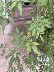 Vitex negundo