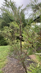 Acrophylla wuelfingi