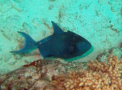 Odonus niger