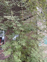 Vitex negundo