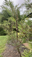 Acrophylla wuelfingi