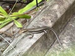 Trachylepis boettgeri