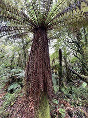 Dicksonia fibrosa