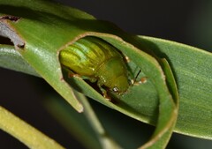 Calomela pallida