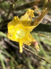 Moraea pallida