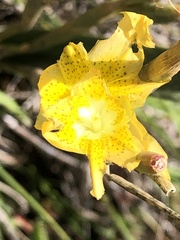Moraea pallida