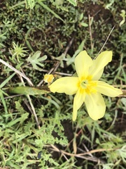 Moraea pallida