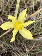Moraea pallida