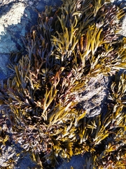 Pelvetiopsis limitata