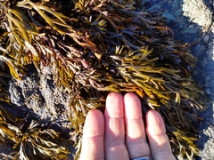 Pelvetiopsis limitata