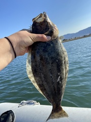 Paralichthys californicus