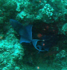 Odonus niger