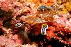 Chromodoris annae