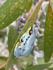 Heterixalus madagascariensis