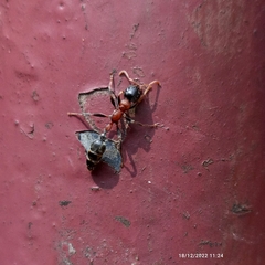 Tetraponera rufonigra