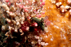 Nembrotha kubaryana