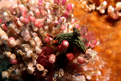 Nembrotha kubaryana