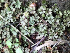 Hydrocotyle dissecta
