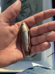 Fundulus parvipinnis