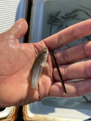 Fundulus parvipinnis