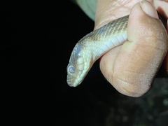 Madagascarophis colubrinus