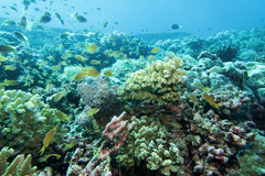 Pseudanthias huchtii