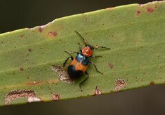 Dicranolaius cinctus