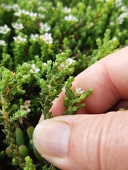 Diosma oppositifolia