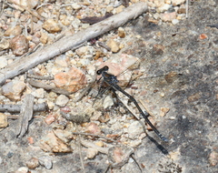 Austroargiolestes icteromelas