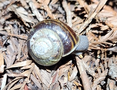 Helminthoglypta sequoicola