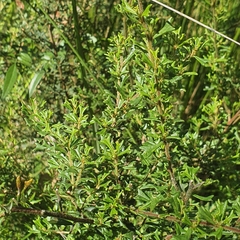 Pultenaea scabra