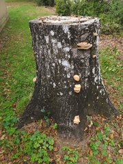 Trichoderma peltatum