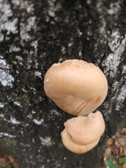 Trichoderma peltatum