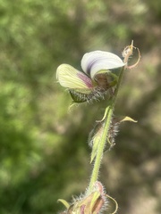 Crotalaria burkeana