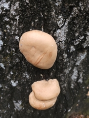 Trichoderma peltatum