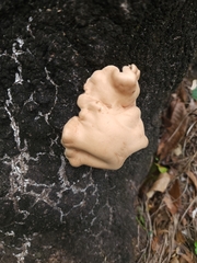 Trichoderma peltatum