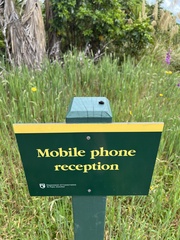 Calliphora quadrimaculata