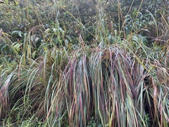 Themeda villosa