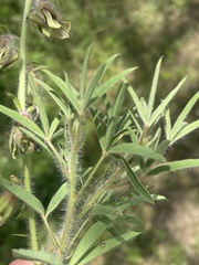 Crotalaria burkeana
