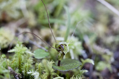 Corybas hatchii