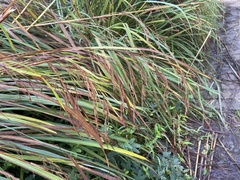Themeda villosa