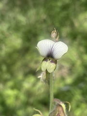 Crotalaria burkeana