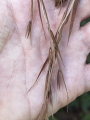 Themeda villosa