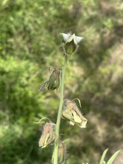 Crotalaria burkeana