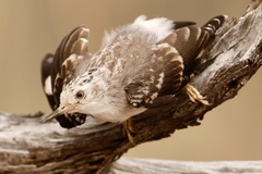 Daphoenositta chrysoptera